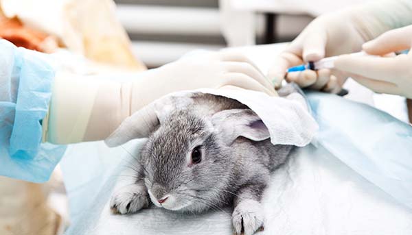Leap into Spring - Animal Testing Awareness Blog